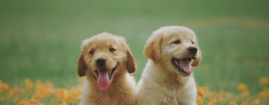 Two Yellow Labrador Retriever Puppies