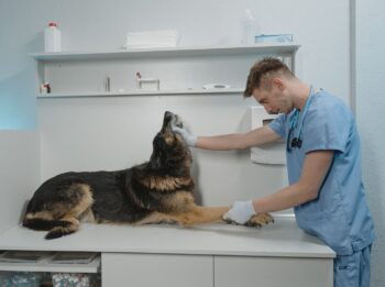 Man in Blue Scrub Suit Checking Up a Dog